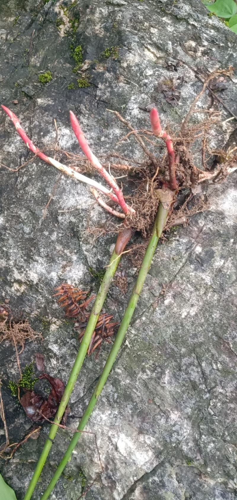 出售阳春砂仁苗，两年挂果