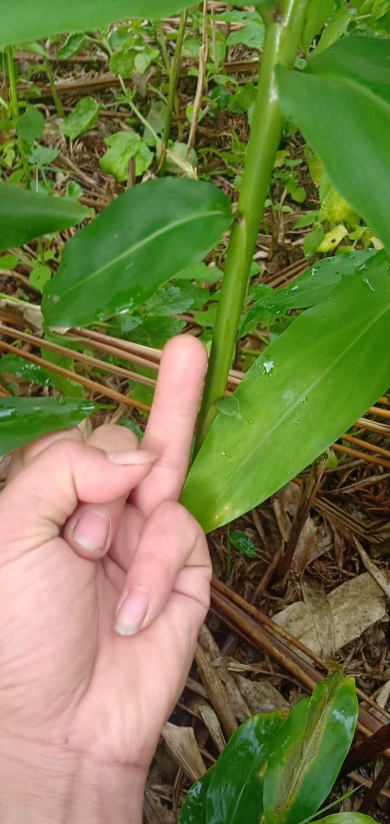 出售阳春砂仁苗，两年挂果