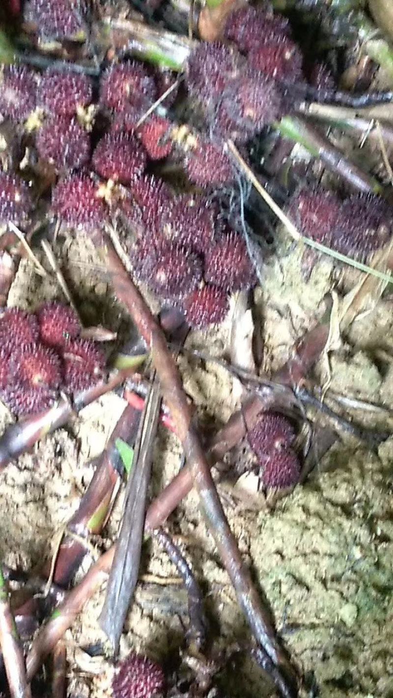 出售阳春砂仁苗，两年挂果