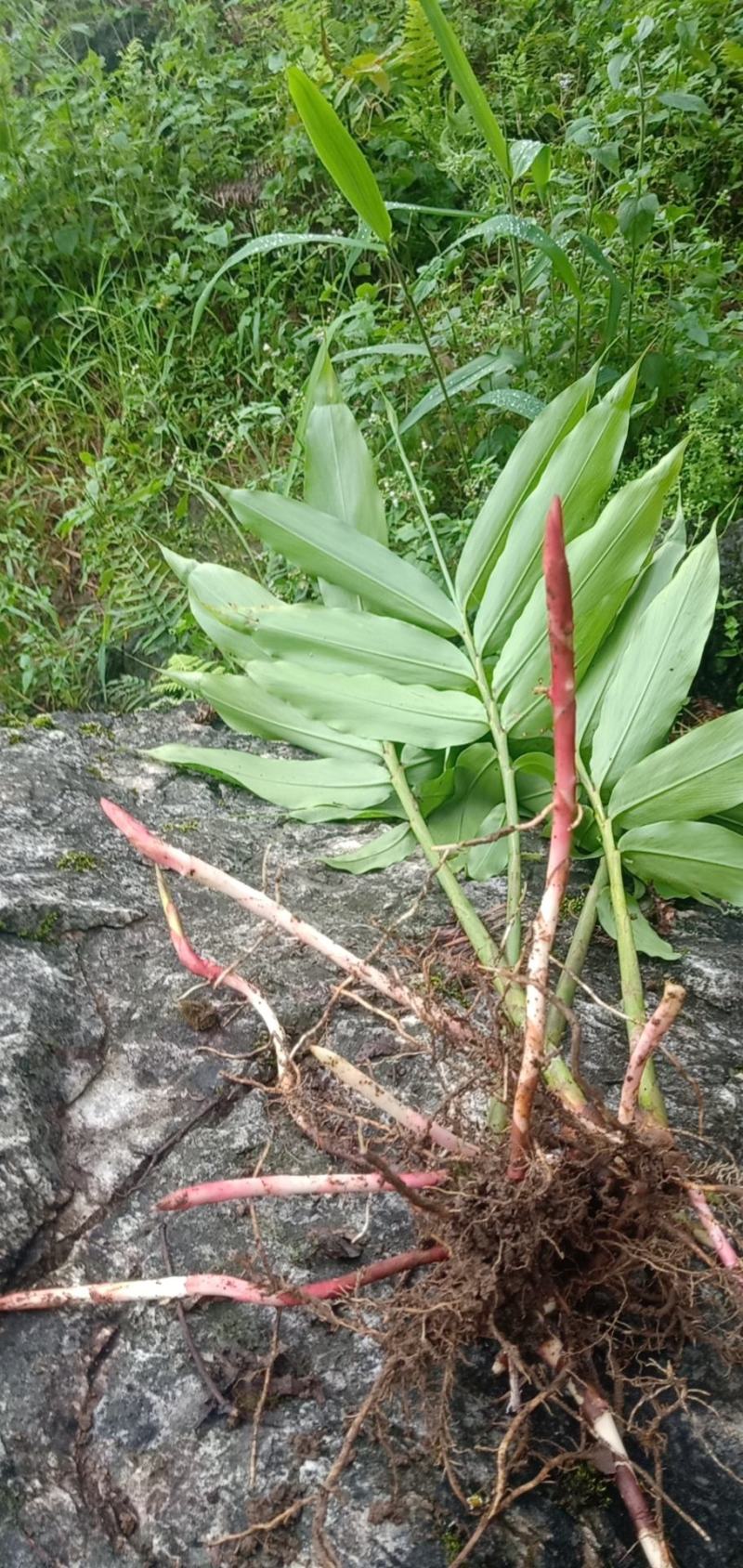 出售阳春砂仁苗，两年挂果
