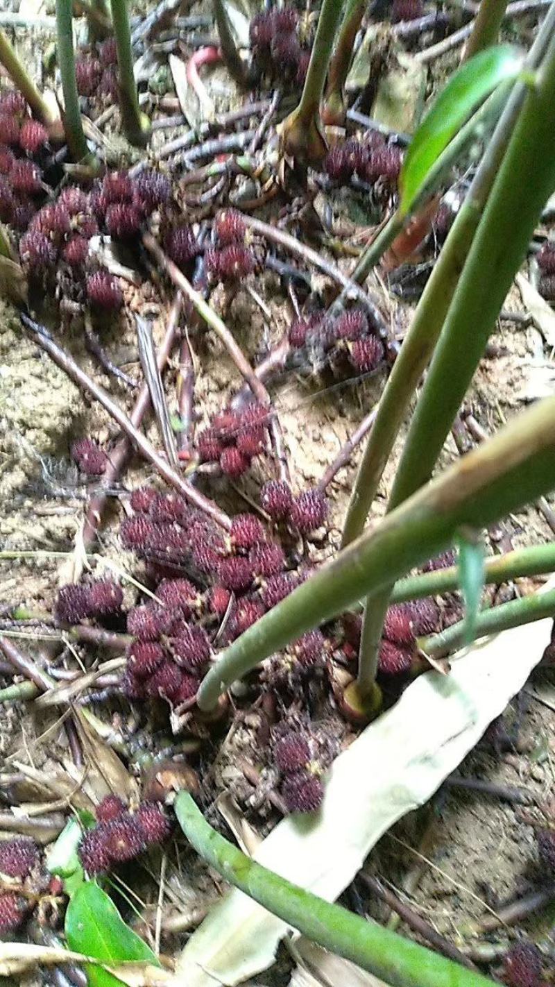 出售阳春砂仁苗，两年挂果