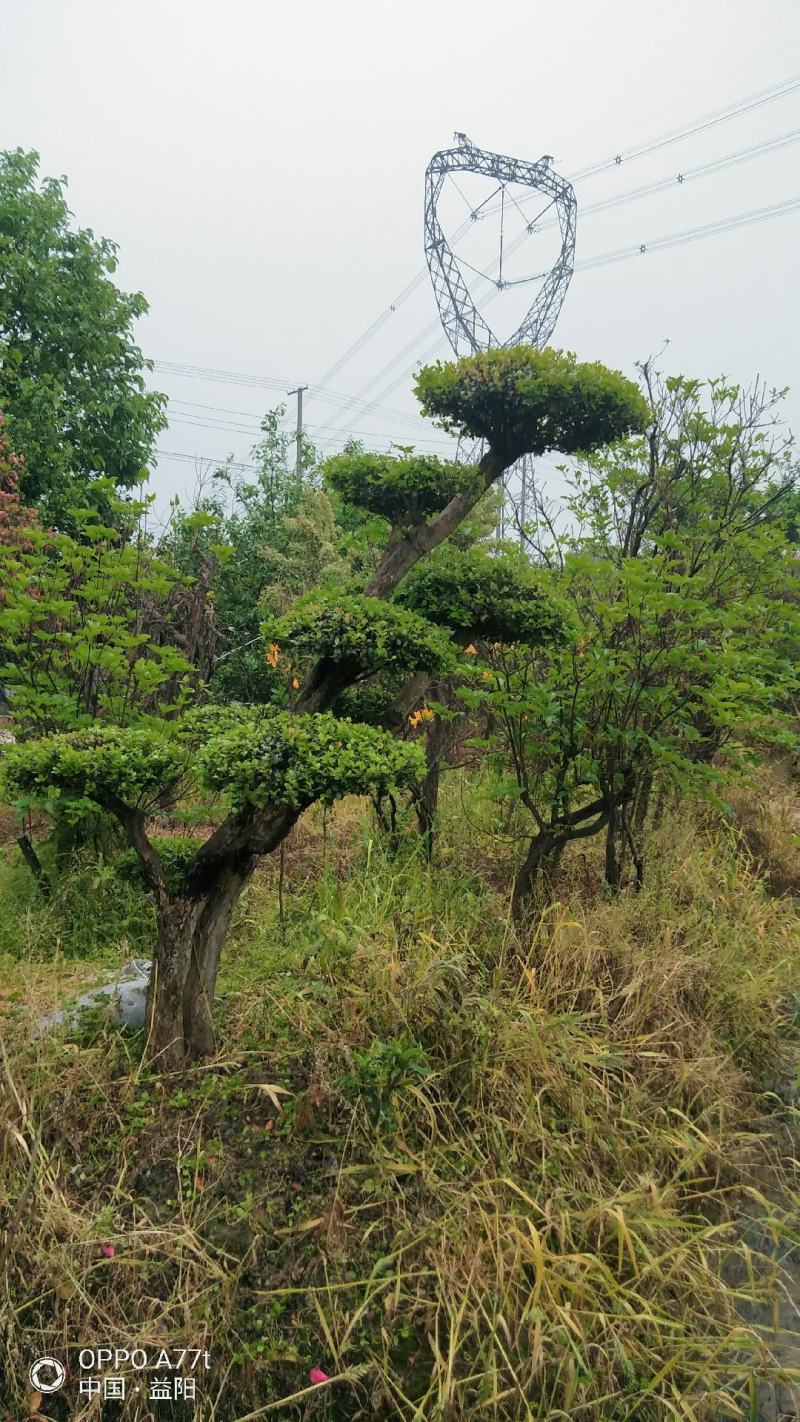 三叶轮生红芽细叶赤楠天然舍利镂空百年老桩