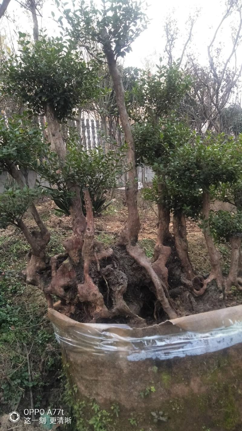 三叶轮生红芽细叶赤楠天然舍利镂空百年老桩