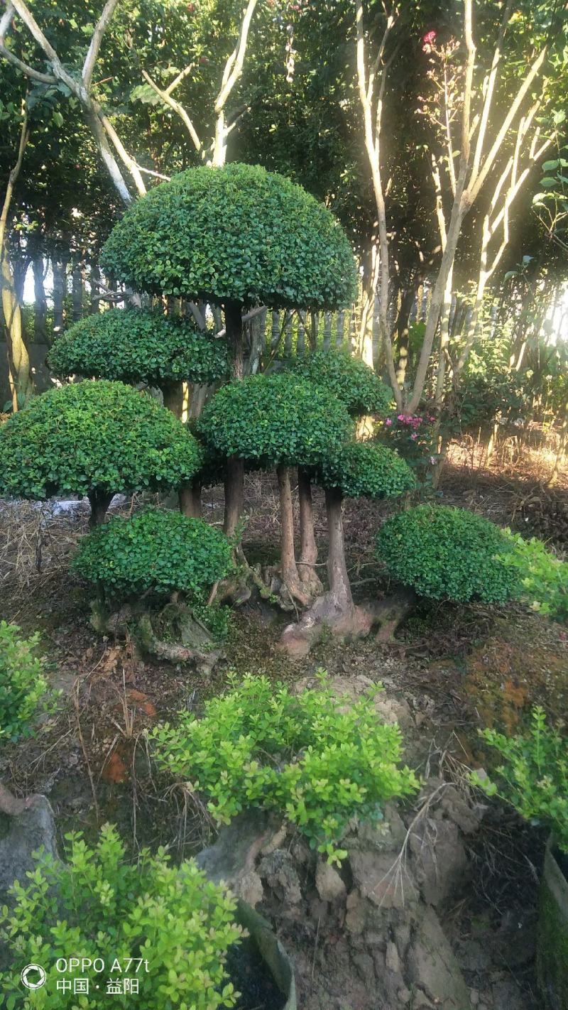 三叶轮生红芽细叶赤楠天然舍利镂空百年老桩