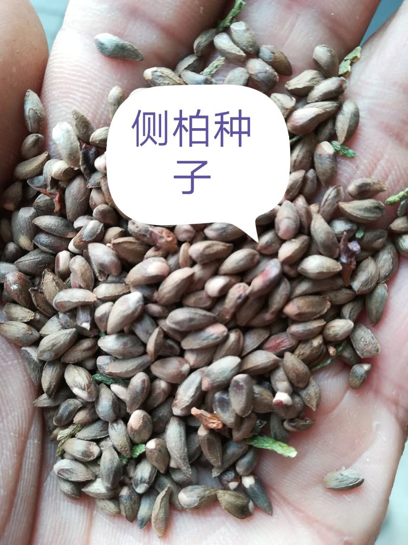 侧柏种子，柏树籽，侧柏籽