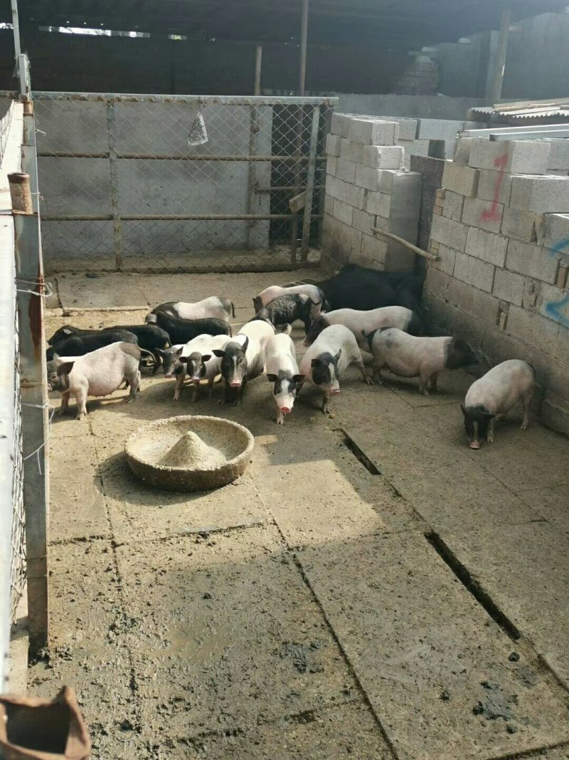 小香猪后备母猪小种猪怀孕猪
