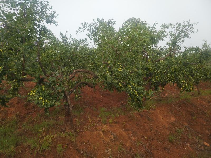 石家庄赞皇县青枣大量上市，加工蜜枣的老板可以联系我