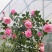 藤本月季花苗爬藤植物庭院阳台花卉玫瑰盆栽做造型拱门