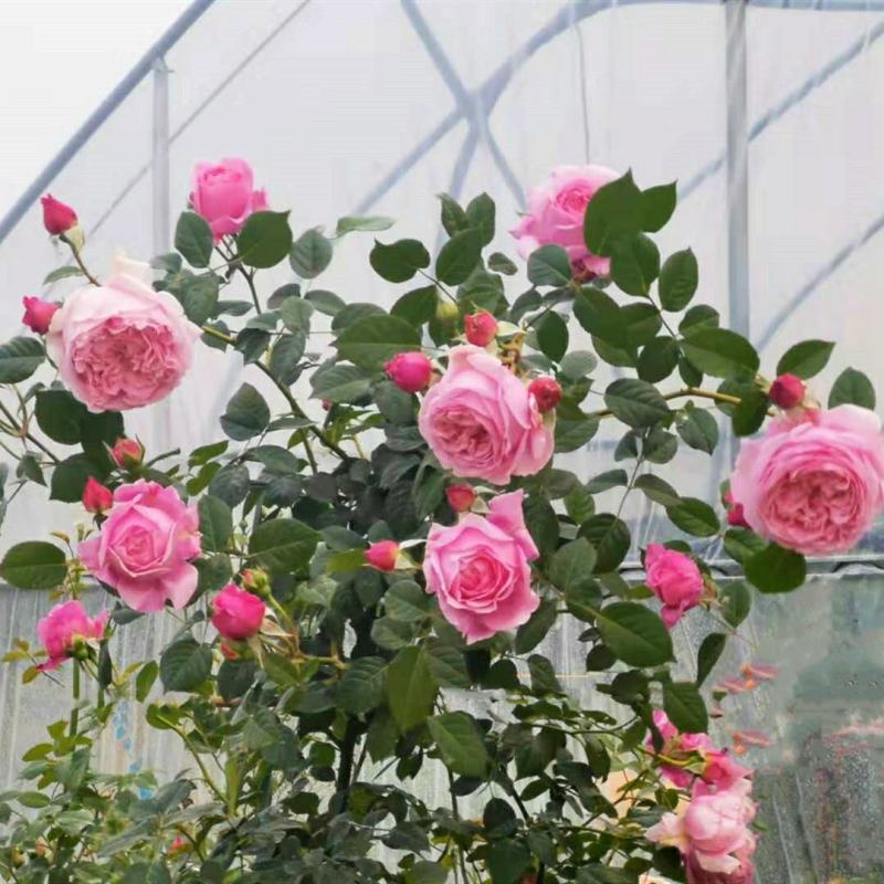 藤本月季花苗爬藤植物庭院阳台花卉玫瑰盆栽做造型拱门