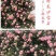 藤本月季花苗爬藤植物庭院阳台花卉玫瑰盆栽做造型拱门