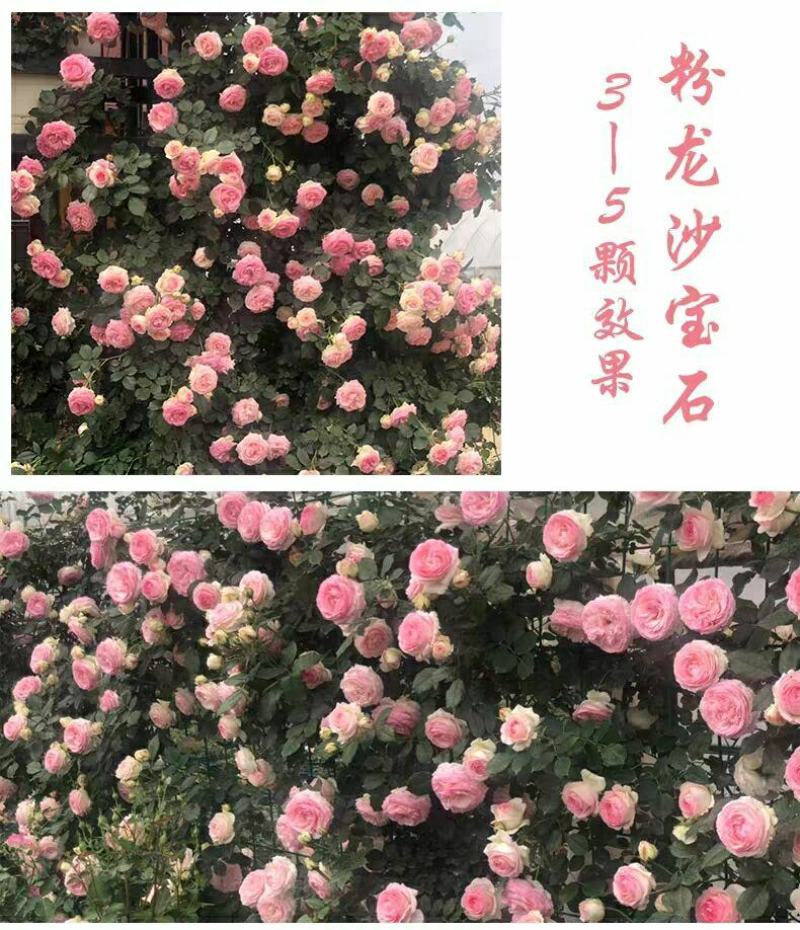 藤本月季花苗爬藤植物庭院阳台花卉玫瑰盆栽做造型拱门