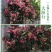 藤本月季花苗爬藤植物庭院阳台花卉玫瑰盆栽做造型拱门