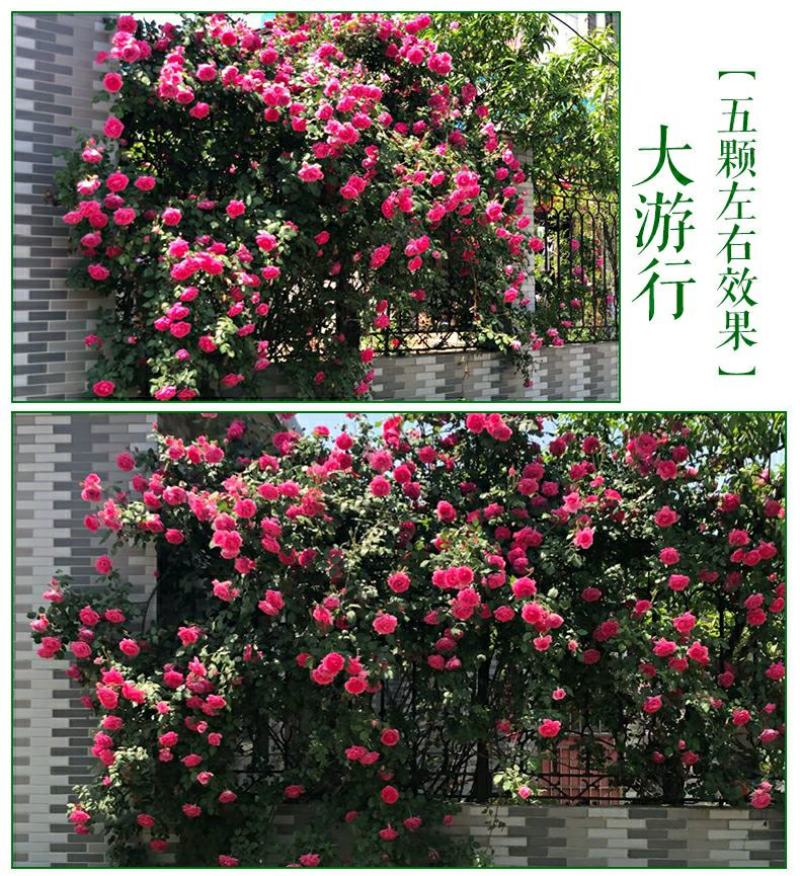 藤本月季花苗爬藤植物庭院阳台花卉玫瑰盆栽做造型拱门