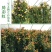 藤本月季花苗爬藤植物庭院阳台花卉玫瑰盆栽做造型拱门