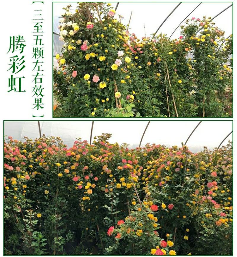 藤本月季花苗爬藤植物庭院阳台花卉玫瑰盆栽做造型拱门