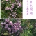 藤本月季花苗爬藤植物庭院阳台花卉玫瑰盆栽做造型拱门