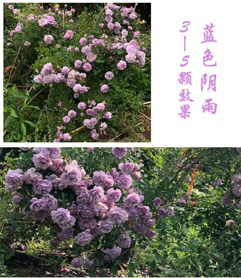 藤本月季花苗爬藤植物庭院阳台花卉玫瑰盆栽做造型拱门