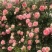 藤本月季花苗爬藤植物庭院阳台花卉玫瑰盆栽做造型拱门