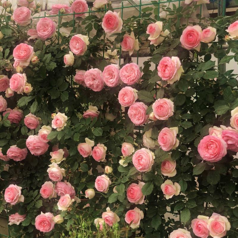 藤本月季花苗爬藤植物庭院阳台花卉玫瑰盆栽做造型拱门