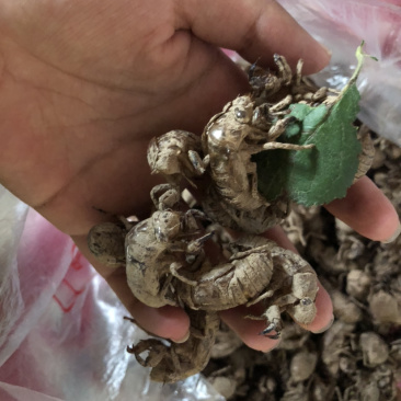 金蝉脱壳，少量的泥土，欢迎大家下单