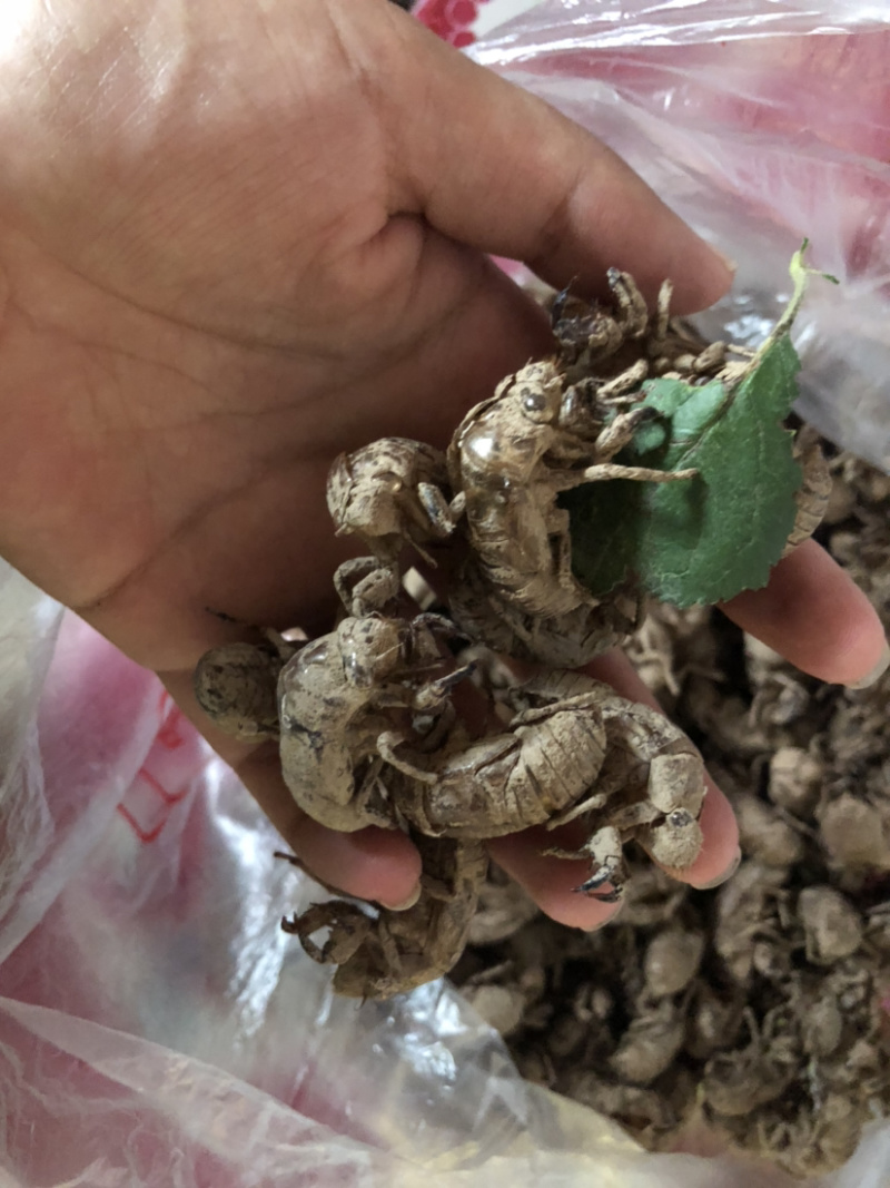 金蝉脱壳，少量的泥土，欢迎大家下单