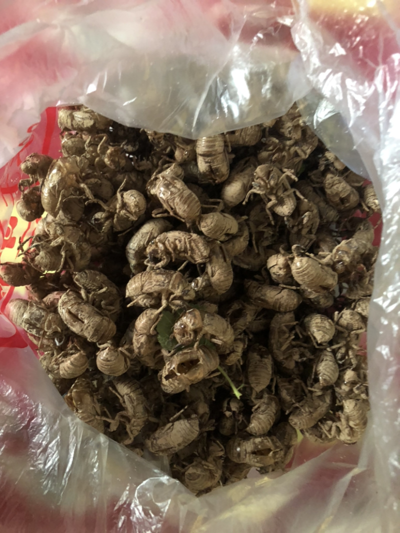金蝉脱壳，少量的泥土，欢迎大家下单