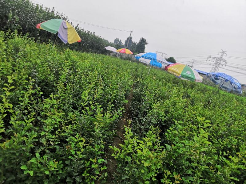 苹果原生苗价格，海棠苗，嫁接苹果树新品种占木，