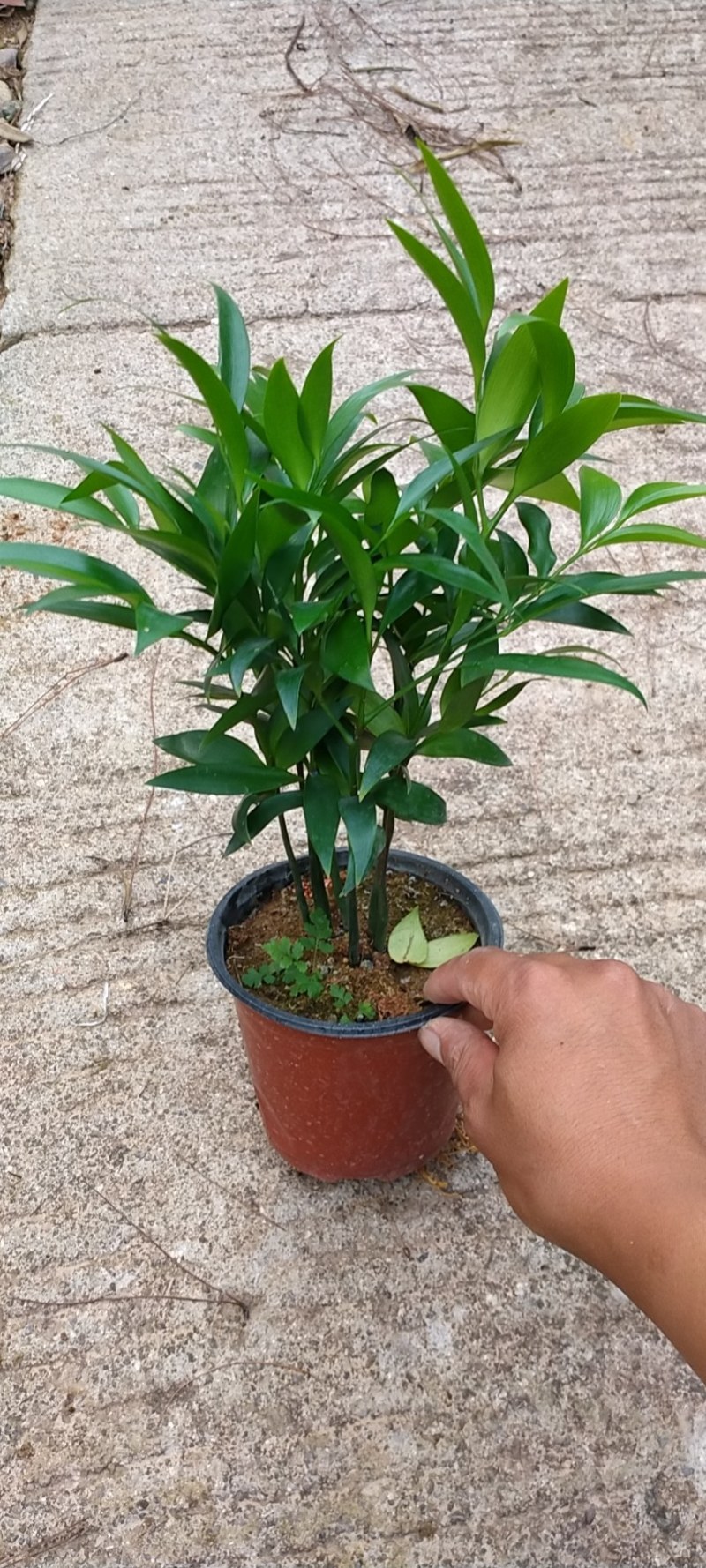富贵竹双色杯观叶植物