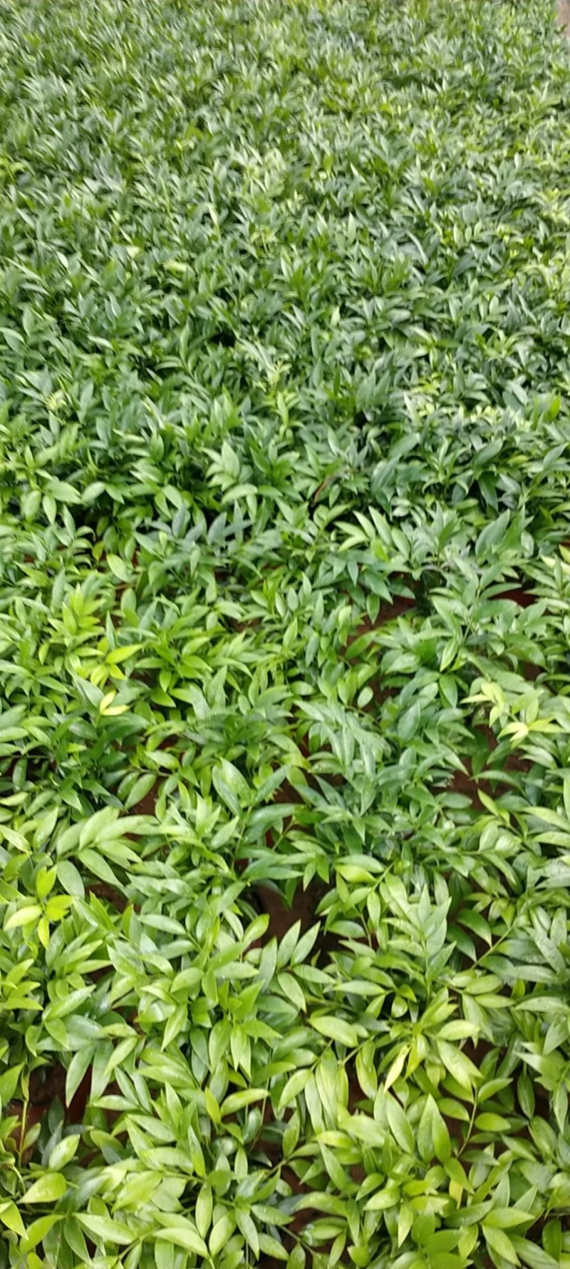 富贵竹双色杯观叶植物