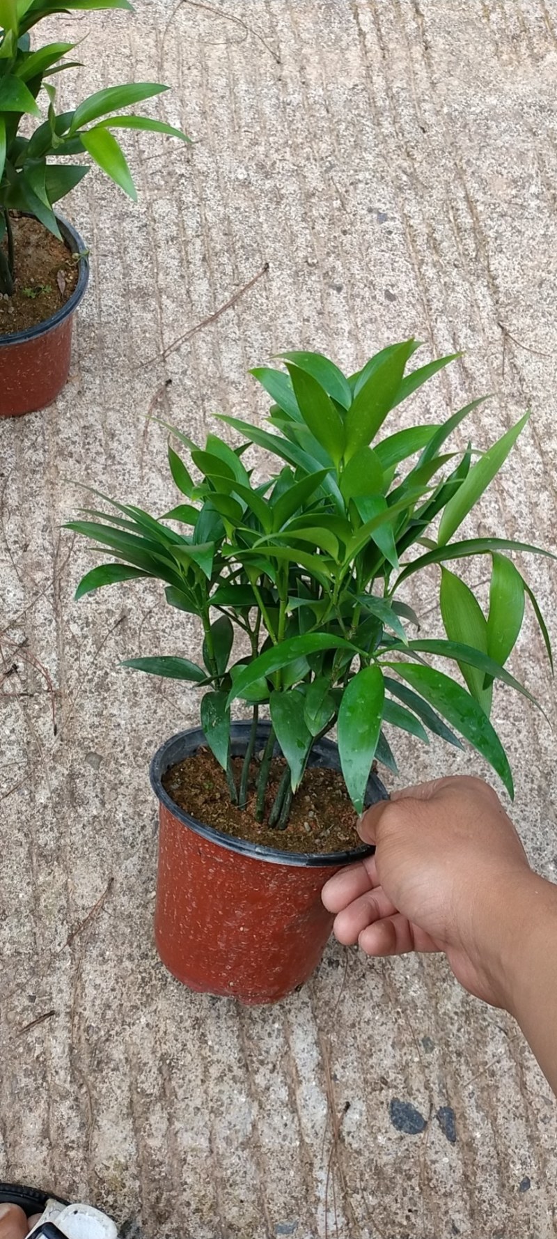 富贵竹双色杯观叶植物