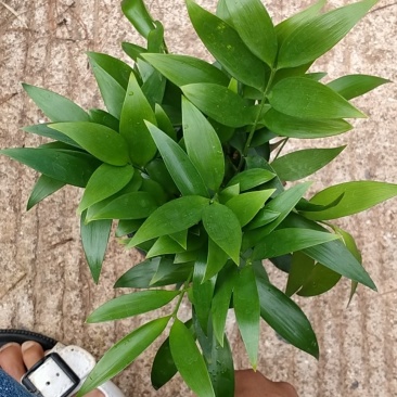 富贵竹双色杯观叶植物