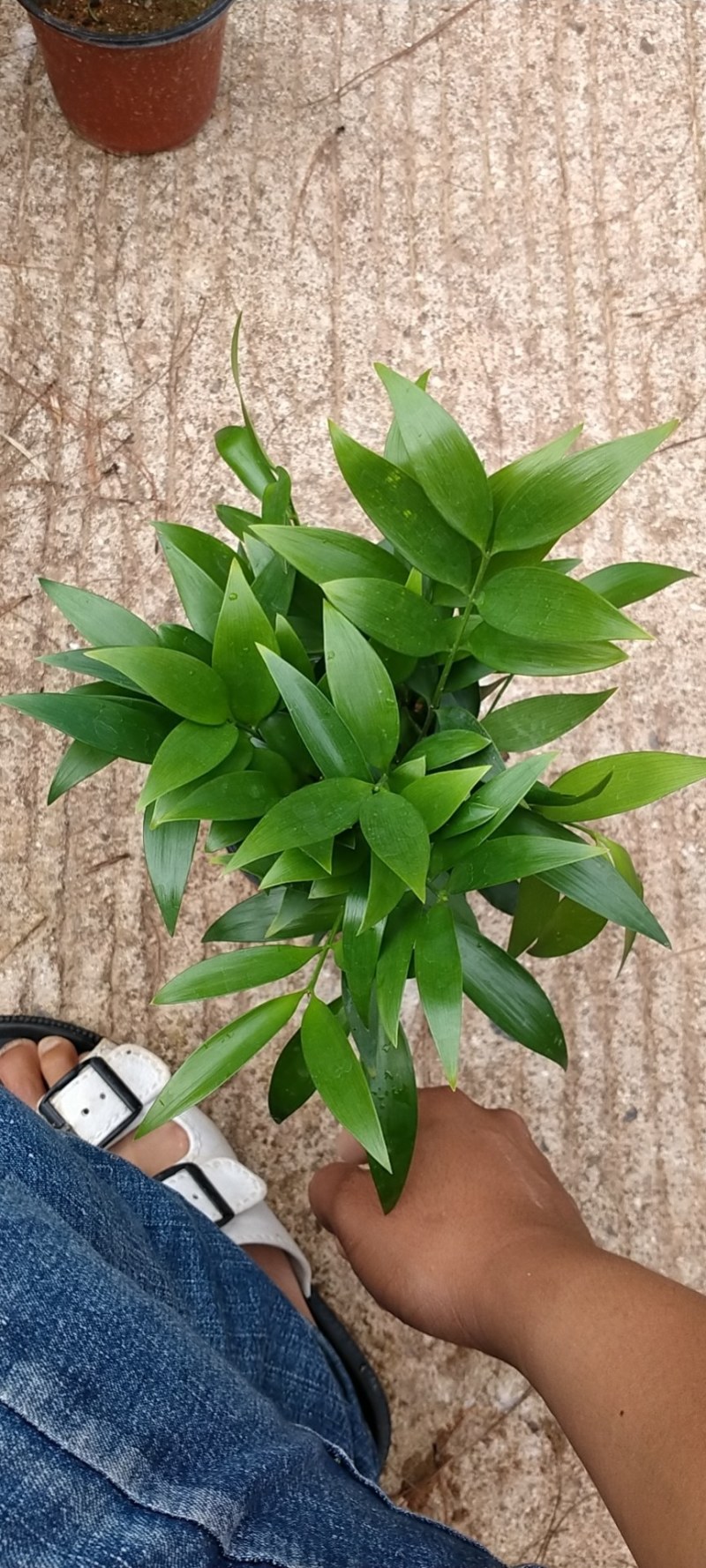 富贵竹双色杯观叶植物