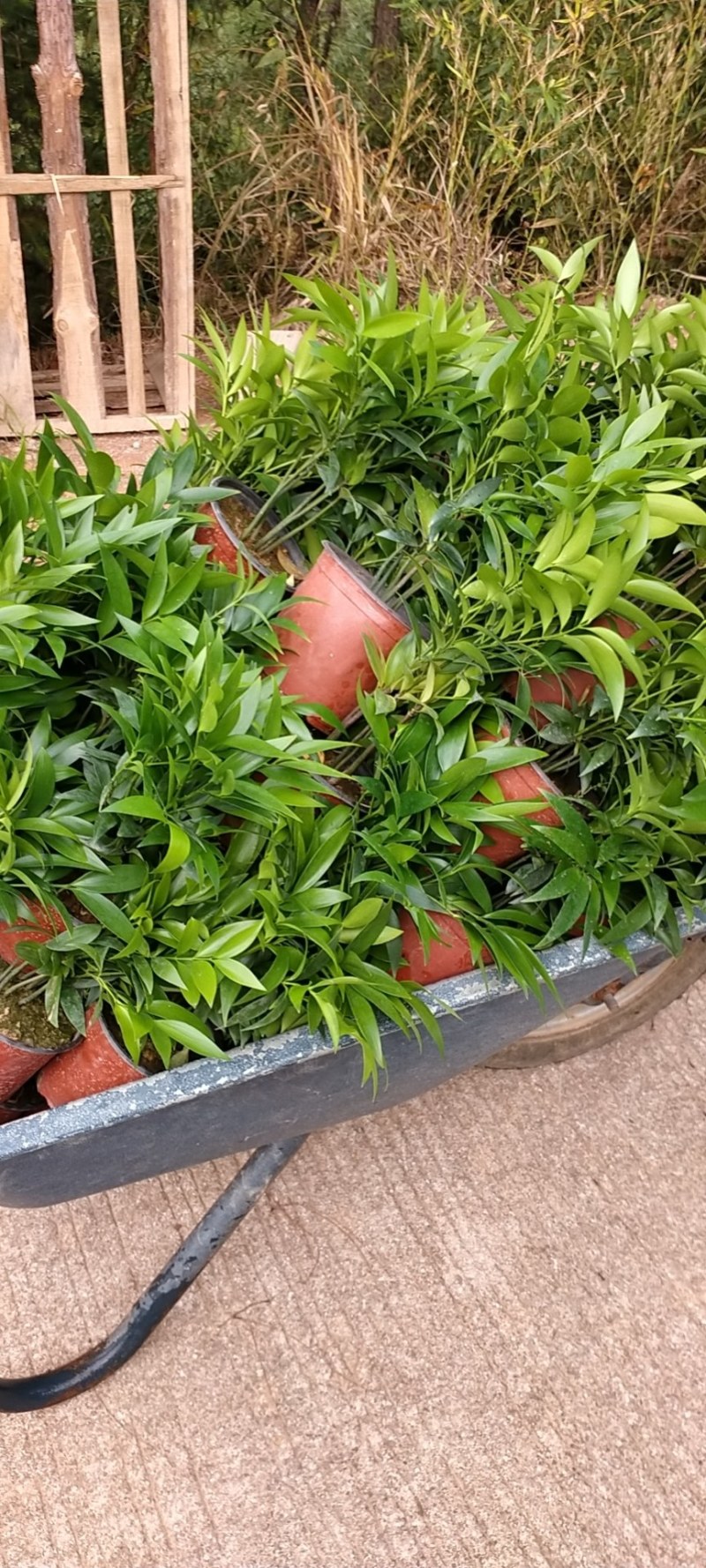 富贵竹双色杯观叶植物