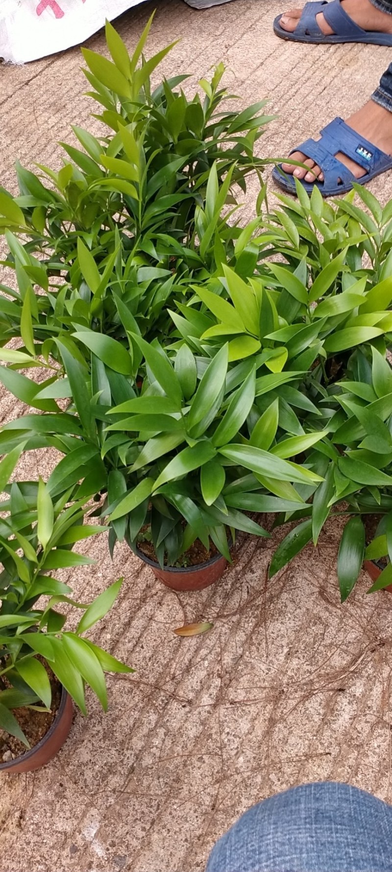 富贵竹双色杯观叶植物