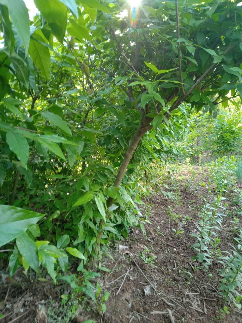 优质腊梅3—6公分（最后三百棵全部低价处理，价格可议）