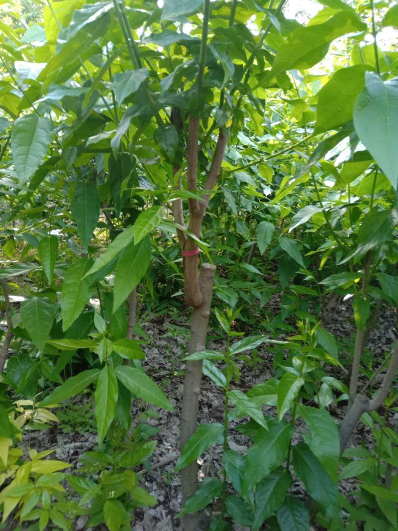 优质腊梅3—6公分（最后三百棵全部低价处理，价格可议）