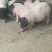 小香猪长不大的品种多少钱一头