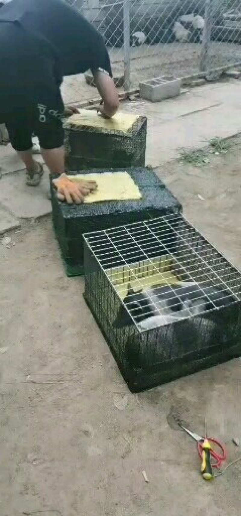 小香猪长不大的品种多少钱一头