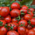 批发商超圣女果釜山88玲珑小番茄一件代发