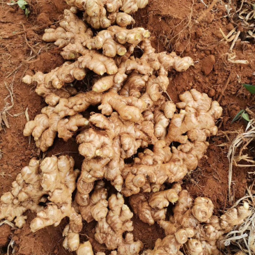 云南黄姜2号精品大量上等货源充足，价钱美丽！