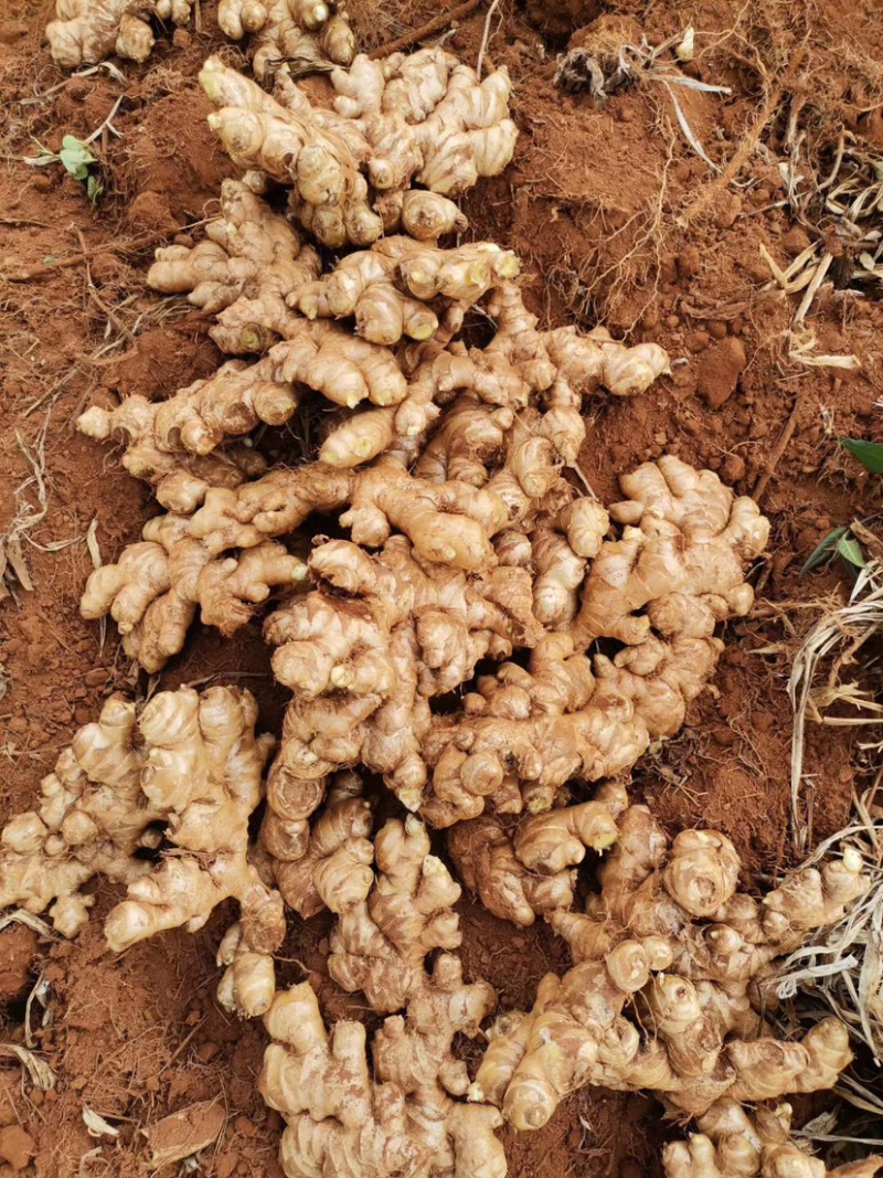 云南黄姜2号精品大量上等货源充足，价钱美丽！