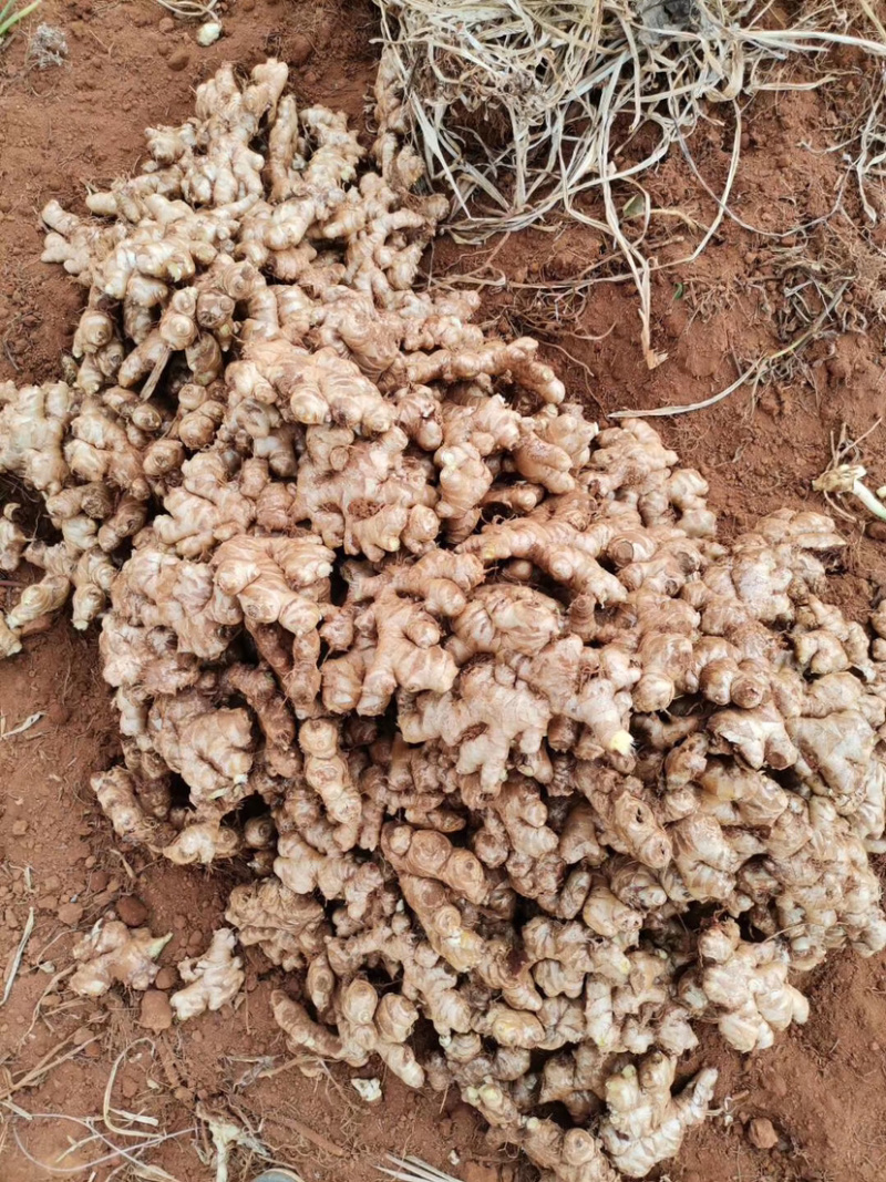 云南黄姜2号精品大量上等货源充足，价钱美丽！