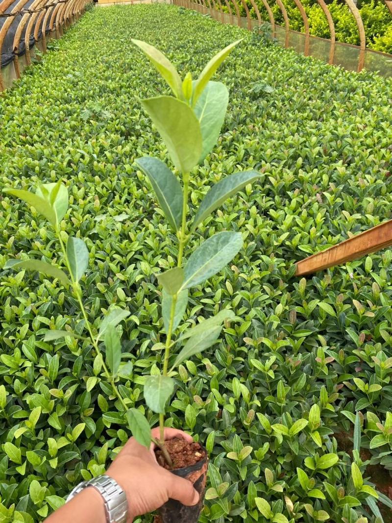 欧洲荚蒾，云南昆明苗木基地直销，欧洲夹迷杯苗，绿化苗木