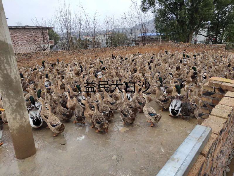 麻鸭苗大白沙麻鸭花边鸭厂家直销包运输路活品种纯
