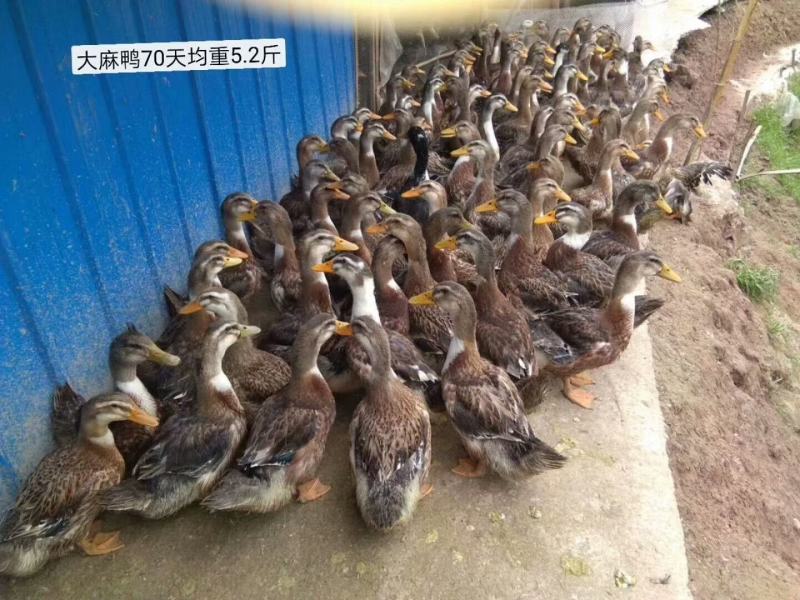 麻鸭苗大白沙麻鸭花边鸭厂家直销包运输路活品种纯