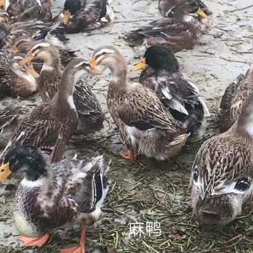 麻鸭苗大白沙麻鸭花边鸭厂家直销包运输路活品种纯
