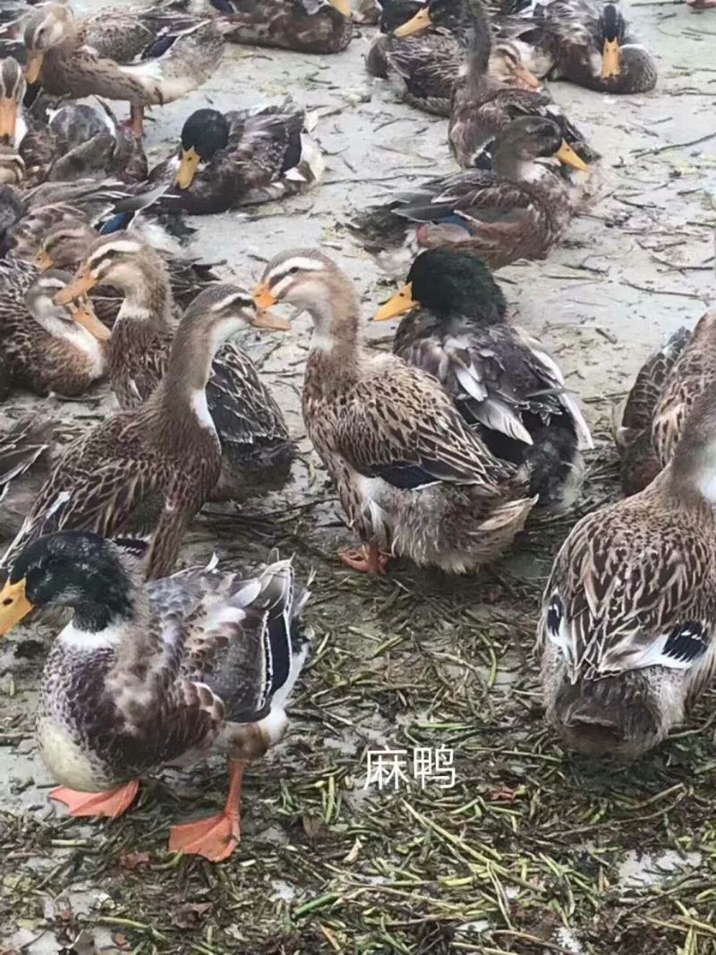 麻鸭苗大白沙麻鸭花边鸭厂家直销包运输路活品种纯