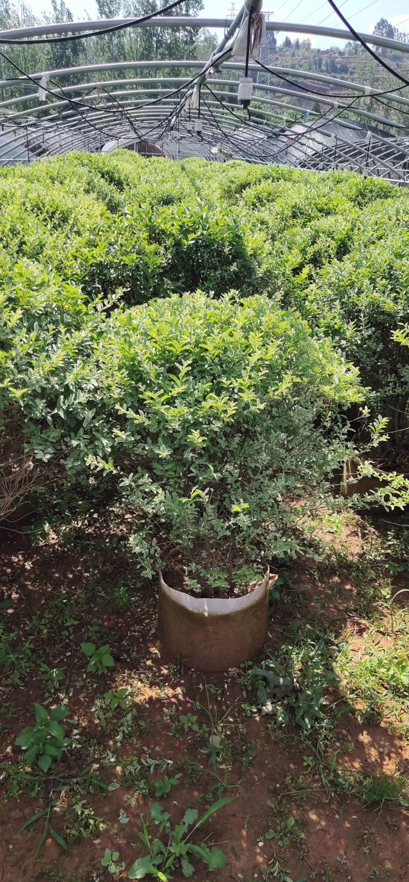 小叶女贞球昆明苗圃基地直销，小叶女贞球袋苗，绿化苗木