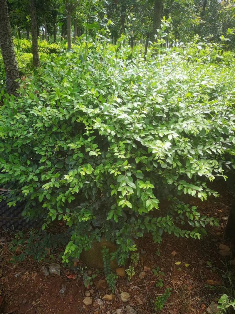 小叶女贞球昆明苗圃基地直销，小叶女贞球袋苗，绿化苗木