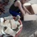 农家无饲料喂养老品种土猪肉，味道就是不一样